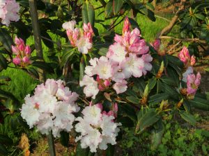 group of rhododendrons