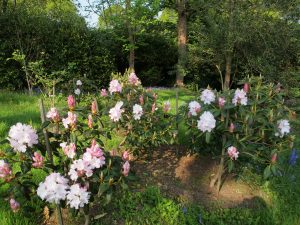 group of rhododendrons