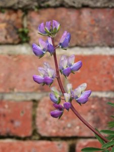 Lupinus arboreus with blue (rather than the usual yellow) flowers