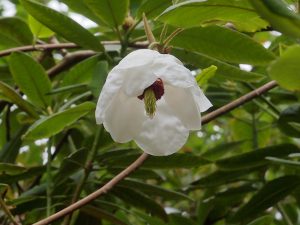 Magnolia sieboldii subsp sinensis