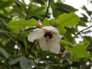 Magnolia sieboldii subsp sinensis