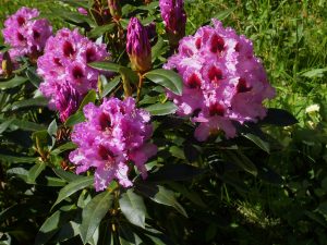 Rhododendron ‘Kabaret’