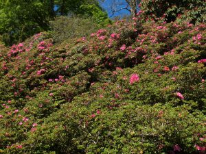 Rhododendron kiusianum hybrid