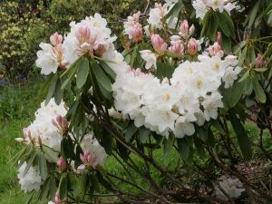 Rhododendron ‘Corona’
