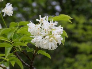 Staphylea colchica