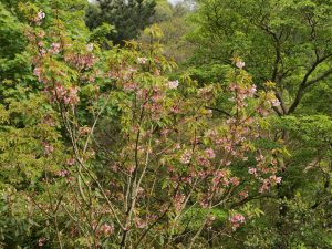 Staphylea holocarpa var rosea