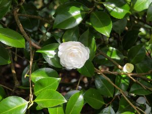Camellia mathotiana ‘Alba’