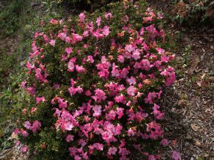 dwarf rhododendron