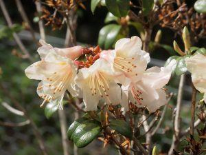 Rhododendron ‘Barnaby’