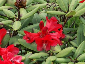 Rhododendron neeriflorum
