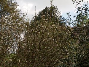 Syringa pinnatifolia