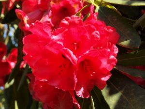 old red rhodo