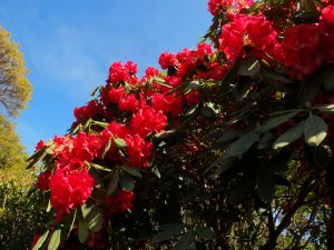 old red rhodo