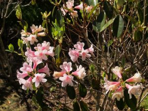 Rhododendron ‘Conroy’