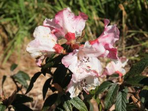 Rhododendron edgeworthii – pink form