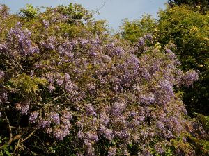 wisteria by the playhouse