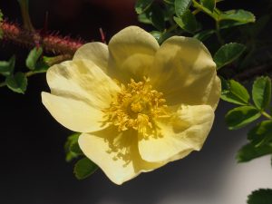 Rosa cantabriensis
