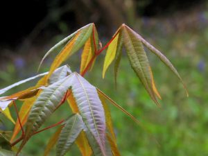 Acer flabellatum var yunnanese