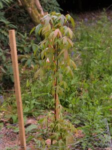 Acer flabellatum var yunnanese