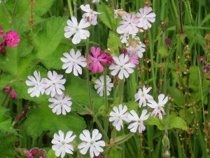 White campion flowers and the normal pink