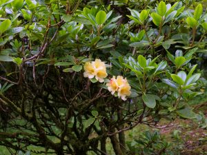 Rhododendron ‘Crest’ (Hawk Group)