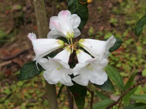 Rhododendron lindleyi