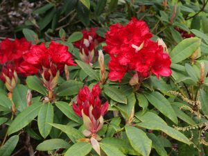 Rhododendron ‘Treberrick’
