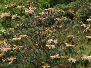 Rhododendron royalii ‘Yellow Flush Form’