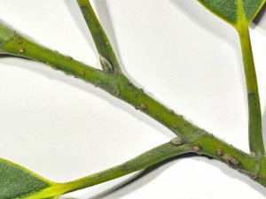 leaf petiole