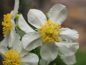 Carpenteria californica ‘Ladhams Variety’