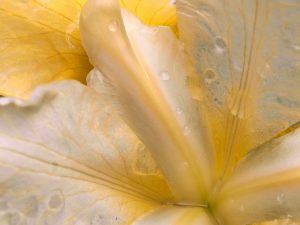 Iris siberica ‘Butter and Sugar’