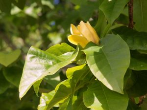 Magnolia ‘Yellow Fever’