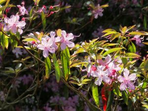 Rhododendron leptothrium