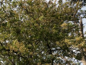 Prunus perulata