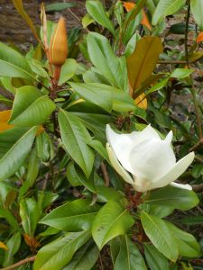 Magnolia grandiflora ‘Overton’
