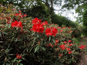 Rhododendron griersonianum