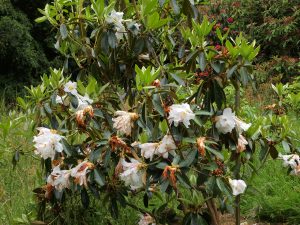 maddenia rhododendron with huge white flowers