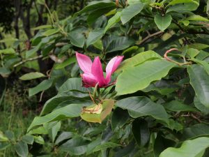 Magnolia ‘Caerhays Surprise’