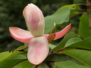 Magnolia obovata ‘Pink Flush’