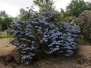 Hydrangea serrata ‘Bluebird’