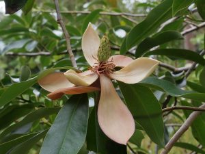 Magnolia aff floribunda var tonkinense