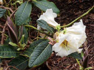 Rhododendron sinonuttallii