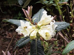 Rhododendron sinonuttallii