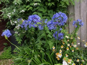 Agapanthus campanulatus ‘Rosewarne’