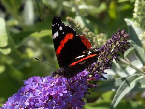 Red Admiral butterflies