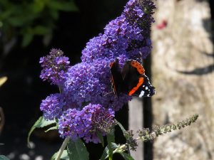 Red Admiral butterflies