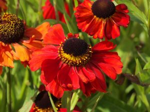 Helenium ‘Red Army’