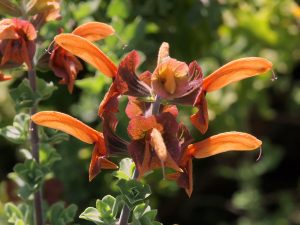 Salvia africano-lutea