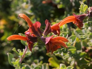 Salvia africano-lutea