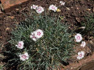 this is not quite a Dianthus ‘Mrs Sinkins’